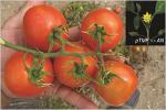 토마토 꽃대 형성을 위한 새로운 기작을 밝히다