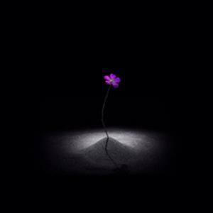 420C의 래퍼 ‘Glue’의 디지털 싱글 'Wildflower' 발매