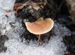 겨울산 눈 속에서 피어나는 버섯의 새봄맞이 움직임