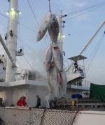 동원산업, 고위도 북대서양 참다랑어 어획 성공
