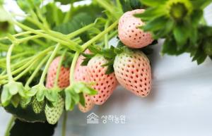 상하농원, 만년설 딸기 '하얀 딸기' 출시