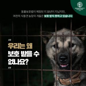 동물보호단체 HSI/Korea, 동물보호법 제정 30년에도 열악한 개식용 산업 현실 알리는 인포그래픽 발표