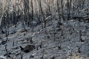 굿피플, 강원도 산불 피해 지역에 나무 심는다